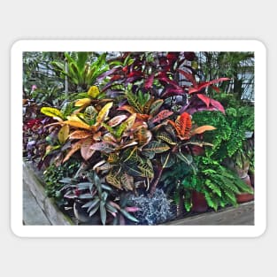 Croton in Greenhouse Sticker